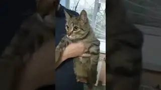 Бурятия: мужчина выкинул кошку в окно