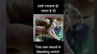 What Happens When a Hemotoxic Venomous Snake Bites You? | Critical Insights & Safety Tips #russells