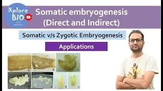 Somatic embryogenesis (plant tissue culture). Types: direct and indirect. Applications.