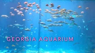 Georgia Aquarium | Take A Tour Around The Aquarium In Atlanta GA