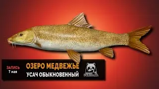 Усач обыкновенный на оз. Медвежье — Русская Рыбалка 4
