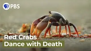 Swarm of Crab Mothers Cross Traffic to Lay Thousands of Eggs