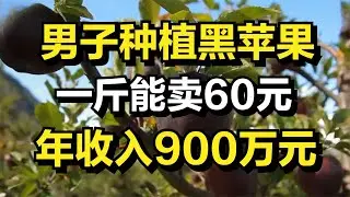 男子种植黑苹果，一斤能卖60元，年收入高达900万元！