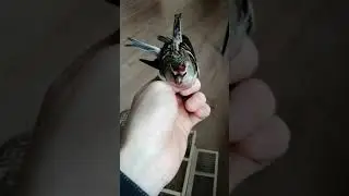 Ловля чечетки на западок