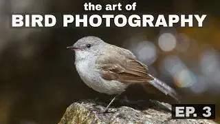 Control Background Distractions? The Art of Bird Photography (Episode 3)