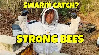 STRONG BEES - Splits | 1st SWARM -  Catch? | Bees get ROWDY!