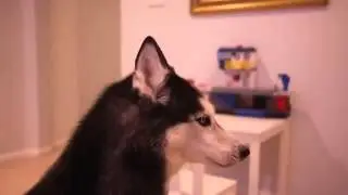 Собака   артистка