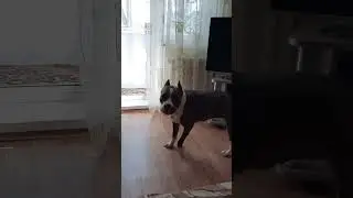 Амстафф Холли| Всё под контролем 