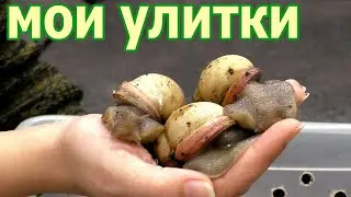 Улитки на канале улитки. Snail. Моя коллекция улиток мегасы.