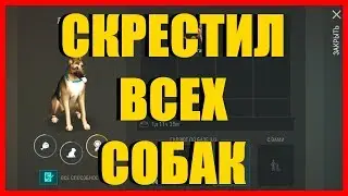 СКРЕЩИВАНИЕ СОБАК . ПРИ СКРЕЩИВАНИИ ПОЛУЧИЛ СОБАКУ III РАНГА В LAST DAY ON EARTH SURVIVAL/LDOE/ЛДОЕ