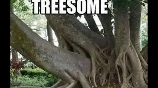 Funny Tree Fails (Fruit/Vegetable Fail Compilation) - DDOF