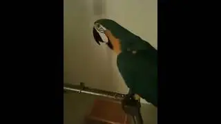Parrot asks: WTF?