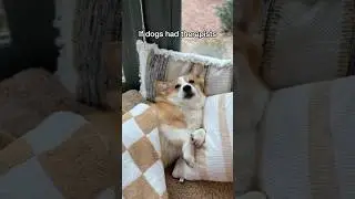 If dogs had therapists