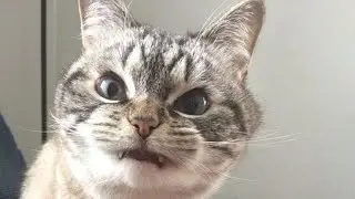 🐾 самые смешные и милые приколы с домашними животными 2025 — смех до слёз и милота зашкаливает!