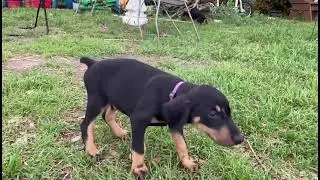 Puppy Channel - Anyone looking for a puppy