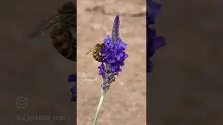 Bee 🐝 and my kids love lavender . #losangeles #lavender #acton #santaclarita #california