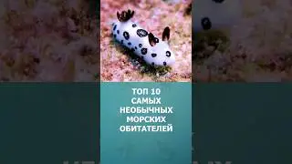 Топ 10 самых необычных морских обитателей 