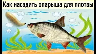 Как правильно насадить опарыша для ловли капризной плотвы.