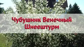 Чубушник Венечный Шнеештурм 🌿 Посадка. саженцы чубушника (жасмина садового)