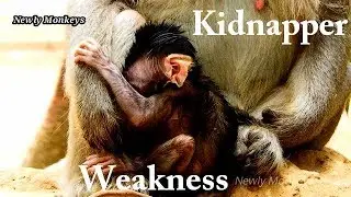 2 hours locked in hands kidnapper Cruella, Baby Malo not have milk  until get weakness