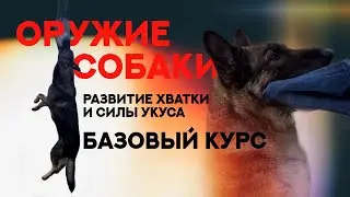 Развитие силы укуса и хватки собаки. Базовый курс. Development of the dog`s bite force.