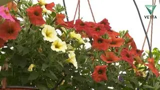 Как выкручиваются сейчас садоводы-любители
