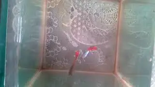 Koleksi Ikan Hias Guppy Platinum Back Di Tempat Saragih Laris