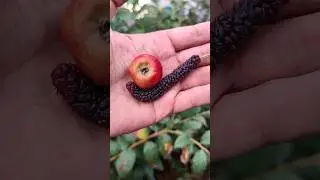 Himalayan mulberry 2023 