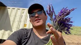 Cut some lavender. This variety is Egyptian Lavender or fernleaf lavender, or piñata buchii lavender