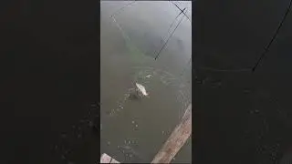 ПОЙМАЛ САЗАНА НА ПАУК   паук-подъёмник 