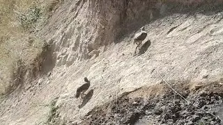 Кабк чуча шикор Охота кеклики Дар лаби чашма 5 то патарас Бо килхои турки Шикор дар Узбекистон 🤝💪💪🇭🇺