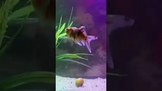 У золотой рыбки память 3 секунды?