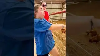 These Show Horses Can’t Stop Laughing! 😂 #horse #shorts #equestrian