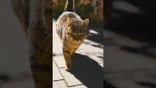 МУЖЧИНА СПАС КОТЁНКА, КОТОРЫЙ ОСТАЛСЯ НА УЛИЦЕ / ПРИЮТИЛ КОТА / man saved kitten