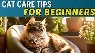 Pet Kitten Care Tips for Beginners, Cat Coat Care and Health Tips / Cat World Academy