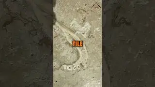 Ep.87 Human fossil found in bathroom tile?? 