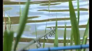 Диалоги о рыбалке. Платные пруды. Форель