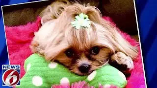 Florida puppy scheme could cost you thousands