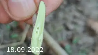apple tree grafting in September result after a year