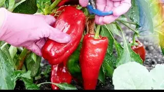How to Plant Peppers in a Square Foot Garden, Grow More Peppers!
