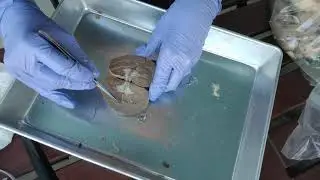 Sheep Kidney Dissection