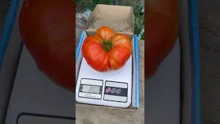 Томат