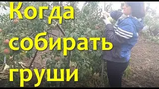 ГРУШИ на зиму / Когда и как собирать урожай