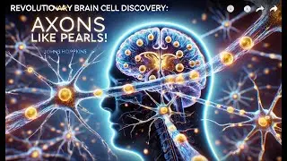 100-year-old myth solved, Brain Cells Aren’t What Textbooks Say, Johns Hopkins Breakthrough