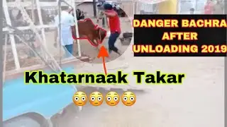 Bachra Bidak gya 2019|| Danger cow unloading 2019|| Bakra Eid 2019