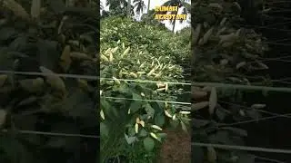 Cabe Hidroponik Gantung