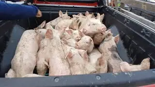 SUINOS VIRA OURRO, NA FEIRA DE CAPOEIRAS PERNAMBUCO 08 novembro de 2024