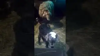 Таких маленьких ягнят ещё не было 😱
