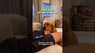 This is the saddest Golden Retriever EVER (@wallymeetsworld)