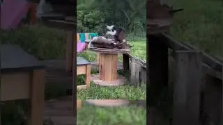 Почему козы падают в обморок, когда пугаются? 🐐 😀😍🧐 